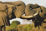 Wildlife Safari in the Garden Route