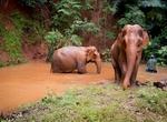 Visit Elephant Valley Project, Senmonorom, Cambodia