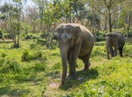 Visit Phuket Elephant Sanctuary, Pa Klok, Thailand