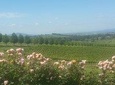Ultimate Mornington Peninsula Food and Wine Small Group Tour