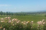 Ultimate Mornington Peninsula Food and Wine Small Group Tour