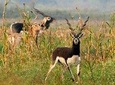 Same Day Jeep Safari For Blackbuck At National Chambal Sanctuary From Agra