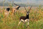 Same Day Jeep Safari For Blackbuck At National Chambal Sanctuary From Agra