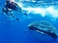 Private Whale shark Ecofriendly tour from Cancun