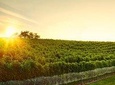 Great Wine Tour in Small Carpathian Hills