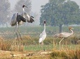 Jeep Safari For Sarus Cranes At National Chambal Sanctuary From Agra