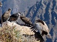 Full day Colca Canyon tour from Arequipa