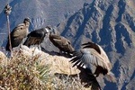 Full day Colca Canyon tour from Arequipa