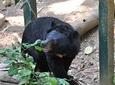 Visit Bear Rescue Center From Agra