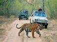 PRIVATE 6-DAYS TOUR DELHI, JAIPUR, RANTHAMBORE SAFARI AND AGRA WITH TAJMAHAL