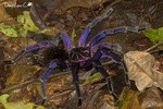 Full Day: Chocolate Route, Forests & Mangroves (Departure from Guayaquil)