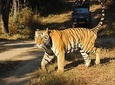 Ranthambore Wildlife Safari Tour with Safari Rides from Jaipur