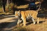 Ranthambore Wildlife Safari Tour with Safari Rides from Jaipur