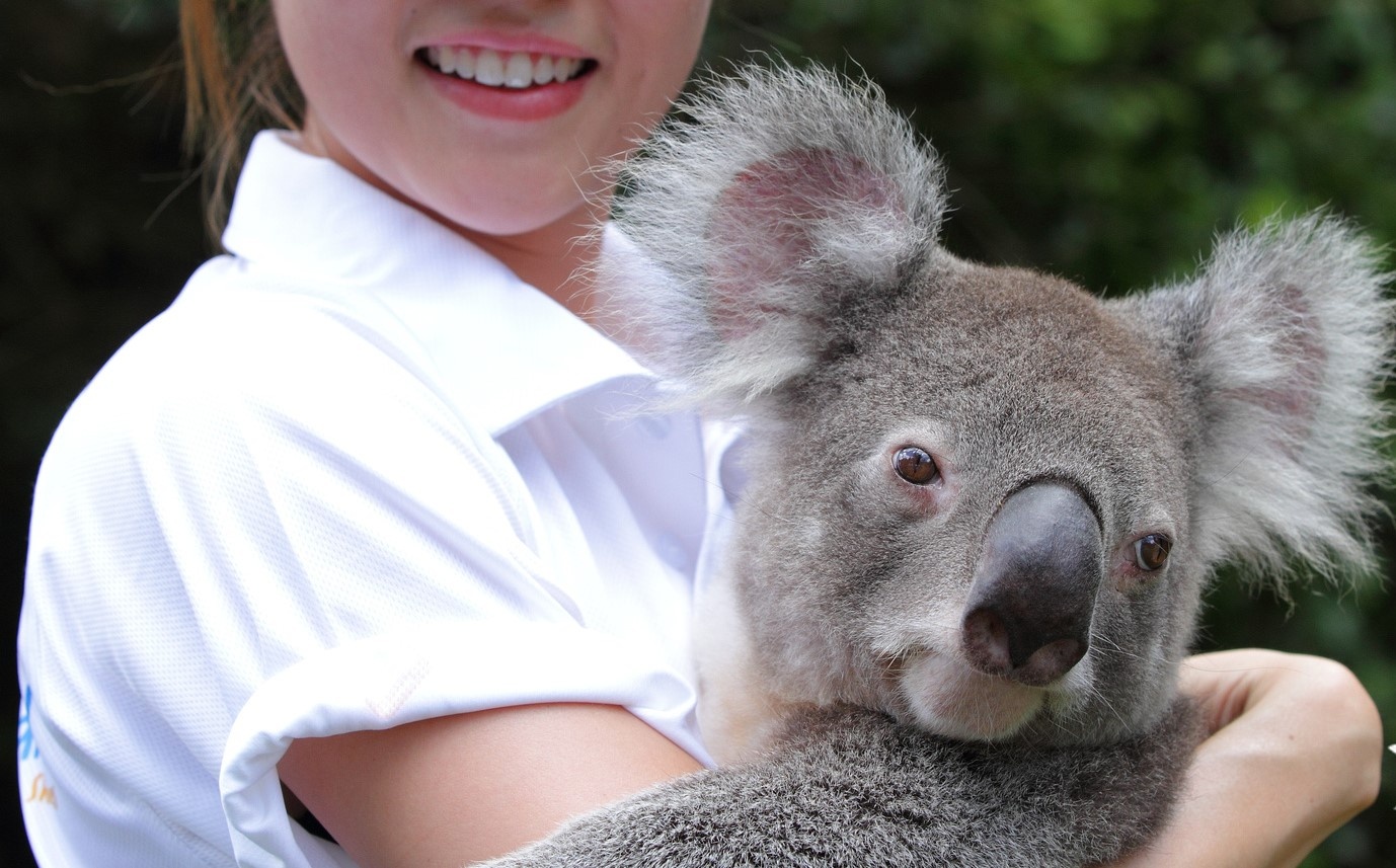 Koala Bears in Australia