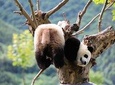 All Inclusive Chengdu Highlights Private Day Tour with Optional Hot Pot Dinner