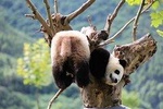 All Inclusive Chengdu Highlights Private Day Tour with Optional Hot Pot Dinner