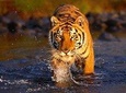Private 3-Day Ranthambore National Park Tour from Delhi