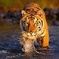 Private 3-Day Ranthambore National Park Tour from Delhi