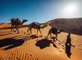 Private 5 Days journey to the Golden desert