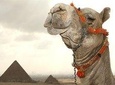 Giza Pyramids & Sphinx and Egyptian museum Full day Private Tour