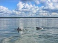 Hilton Head Island Private Dolphin Tour 