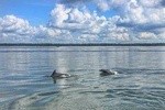 Hilton Head Island Private Dolphin Tour 