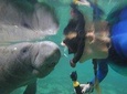 Private Manatee Snorkeling Tour