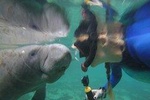 Private Manatee Snorkeling Tour