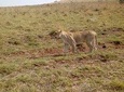 3 Days Masai Mara Group Joining Safari
