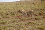 3 Days Masai Mara Group Joining Safari