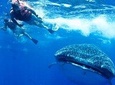 Private Whale shark Ecofriendly tour from Riviera Maya