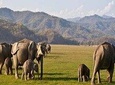 Private Transfer: Delhi to Corbett National Park with Brunch