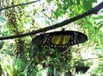 KL Butterfly Park Admission Ticket & Free Kuala Lumpur City Tour