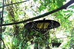KL Butterfly Park Admission Ticket & Free Kuala Lumpur City Tour