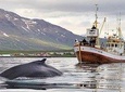 Whale Watching & Sea Angling