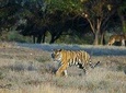 Wildlife Adventures with Glimpse of Tajmahal and Rajasthan