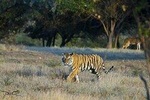 Wildlife Adventures with Glimpse of Tajmahal and Rajasthan