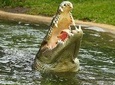 Sarawak Jong's Crocodile Farm Tour from Kuching