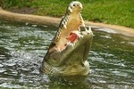 Sarawak Jong's Crocodile Farm Tour from Kuching