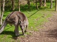 Melbourne Shore Excursion: City Sights, Australian Wildlife and Yarra Valley