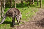 Melbourne Shore Excursion: City Sights, Australian Wildlife and Yarra Valley