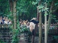 Private Half-Day Tour Chengdu Panda Breeding Center with Lunch or Dinner