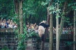 Private Half-Day Tour Chengdu Panda Breeding Center with Lunch or Dinner