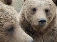 Private Tour: Bears Sanctuary, Bran Castle & Peles Castle Hotel Pickup/ Drop off
