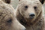 Private Tour: Bears Sanctuary, Bran Castle & Peles Castle Hotel Pickup/ Drop off