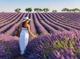 Provence and Lavander - private & Guided Full Day Tour