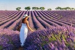 Provence and Lavander - private & Guided Full Day Tour