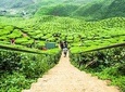 Private Full Day Tour : Cameron Highlands with Batu Caves Stopover