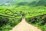 Private Full Day Tour : Cameron Highlands with Batu Caves Stopover