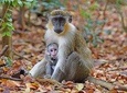 Monkey Feeding